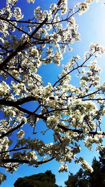 Plum Tree in Blossom